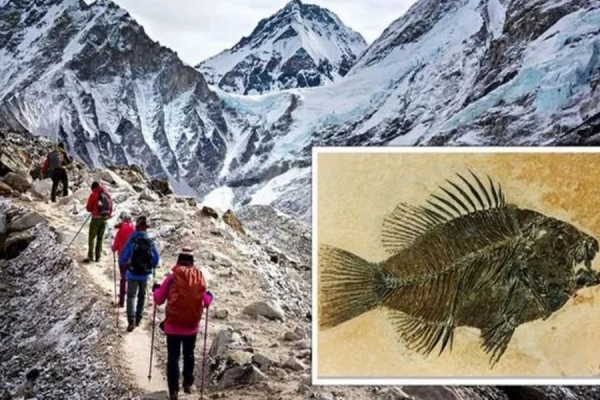 Especialistas mostram que restos de peixes fossilizados foram encontrados no monte Everest. (Imagem: Getty)