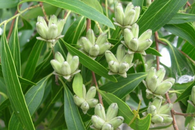 A quilaia é tradicionalmente usada como planta medicinal pelos mapuches