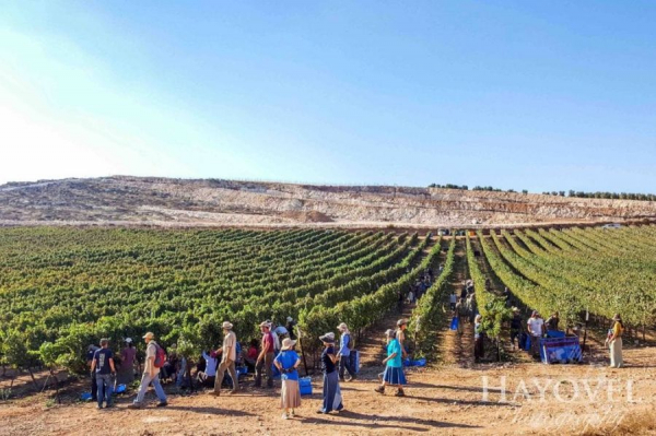 Os voluntários cristãos de Hayovel colhem vinhedos em Samaria. (Facebook / Hayovel)
