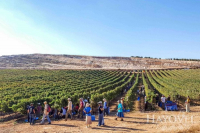 Os voluntários cristãos de Hayovel colhem vinhedos em Samaria. (Facebook / Hayovel)
